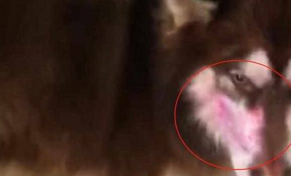 出门前让猫狗看着孩子,回来后主人看到猫狗的脸,气得脸都绿了!