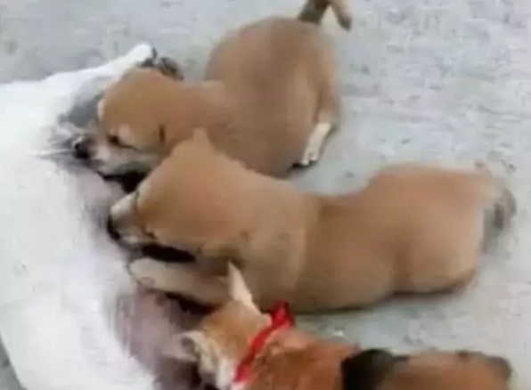 小奶狗喝母乳碰到不速之客，总过来混吃混喝，小狗都快被逼急眼了