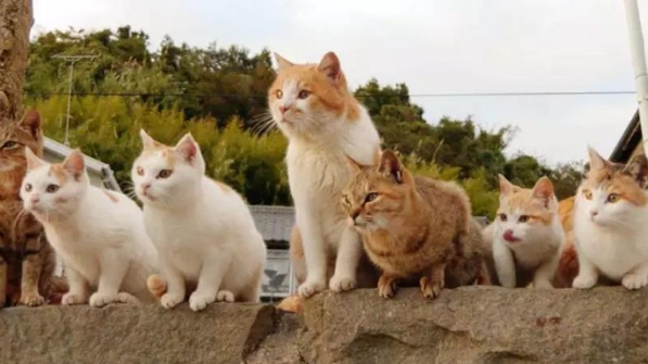 “奇葩”岛屿禁止任何狗上岛，却是猫咪的天堂