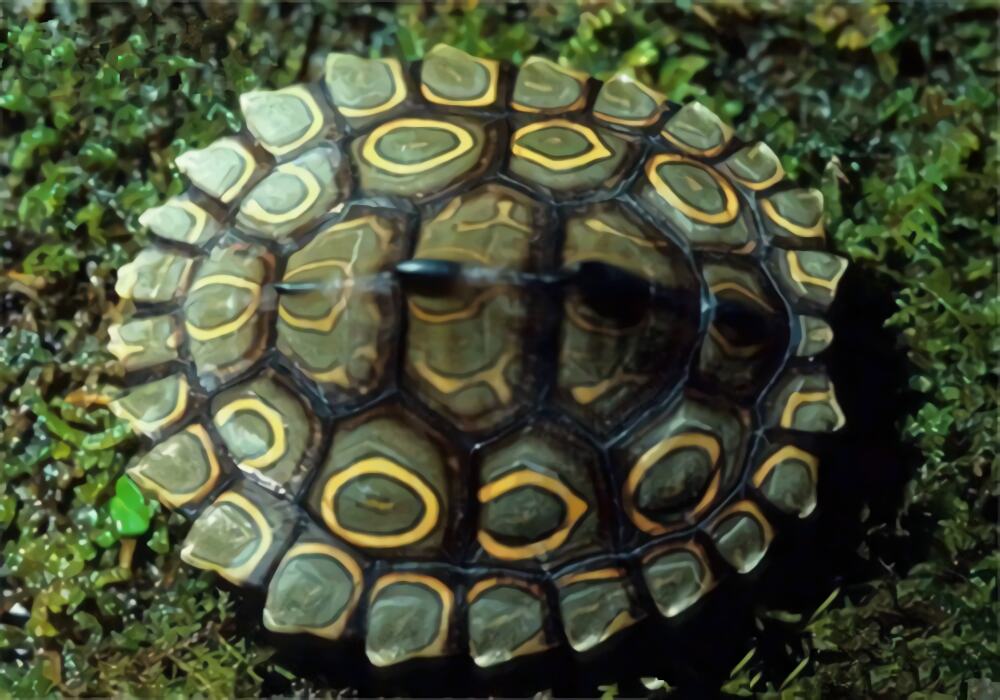 环纹地图龟身份信息