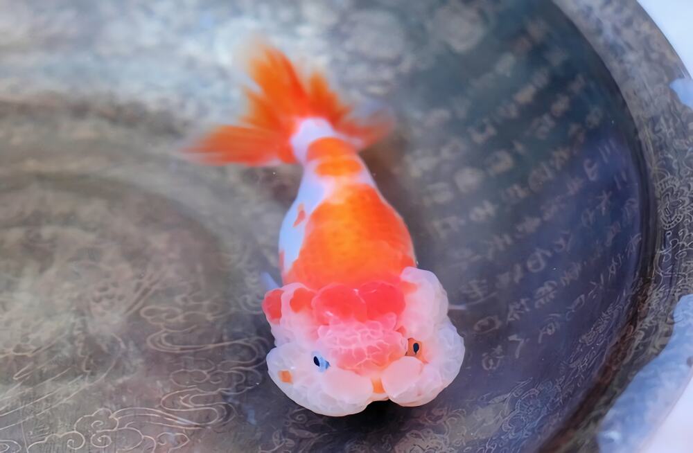 武汉猫狮身份信息