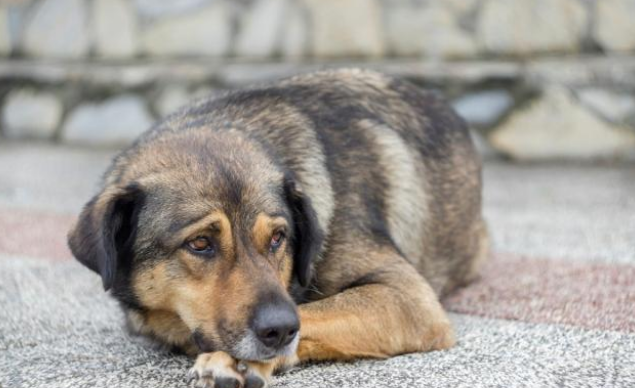 外卖频频丢失，小偷竟是只狗，狗：等半天没人拿，还以为不要了
