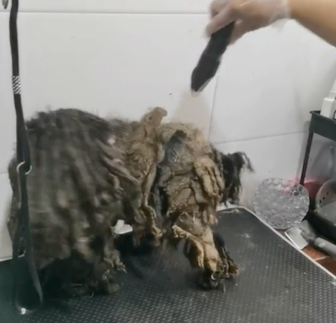 流浪狗穿着厚重的铠甲,女士救助送到宠物店,幸运当天就被领养!
