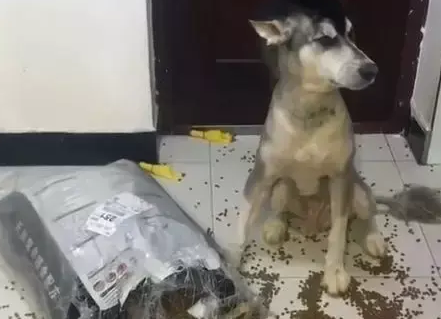 阿拉斯加狗狗在家里撒狗粮,宠主回家后血压瞬间升高,要吃吗?