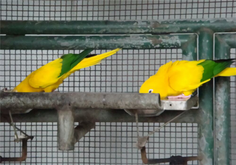 金黄锥尾鹦鹉身份信息