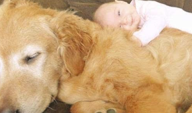 让小宝宝和狗狗独立在家里,推开门后心中一暖:这界面太温暖了吧