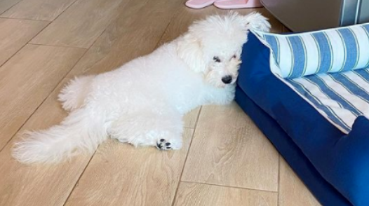 比熊犬劈叉姿势,标准到让网友怀疑有问题,看兽医发现别的问题却笑喷!