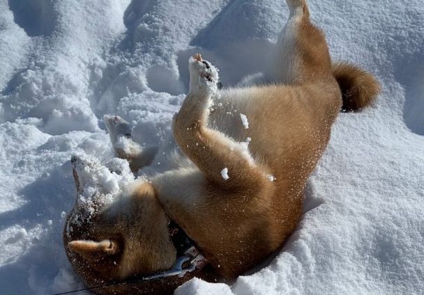 出门遛狗,柴犬突然把脸埋进雪里,网友:它一定是南方狗!