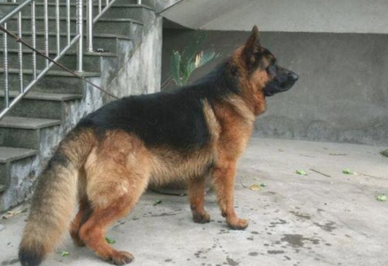 女儿花几十块钱买来土狗，全家人也不愿意养，几个月后却高兴坏了！