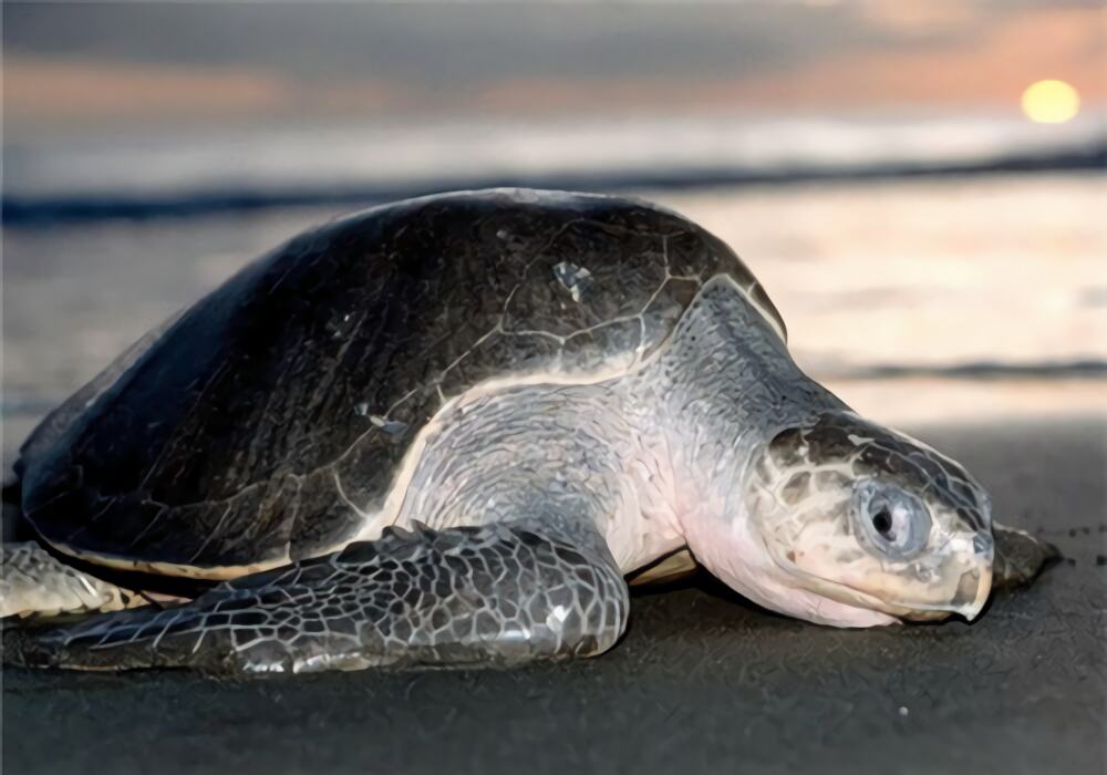 太平洋丽龟身份信息