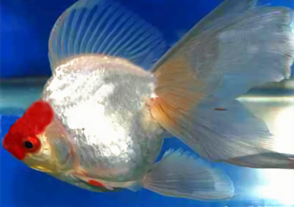 鹅高头琉金身份信息