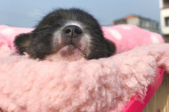 流浪小奶狗差点儿被当做垃圾丢掉,女生抱住后,路人:小家伙享福了