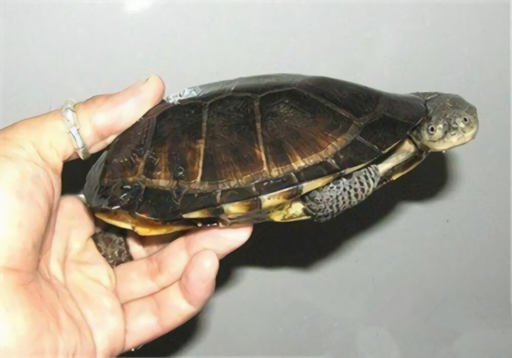 巴西放射刺颈龟身份信息