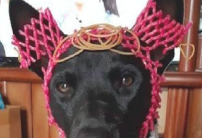 狗狗生辰这一天被主人“用心穿着打扮”,一脸心力憔悴的模样:整我呢