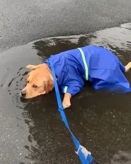 给狗狗穿雨衣散步,铲屎官傻眼了:还不如不穿!