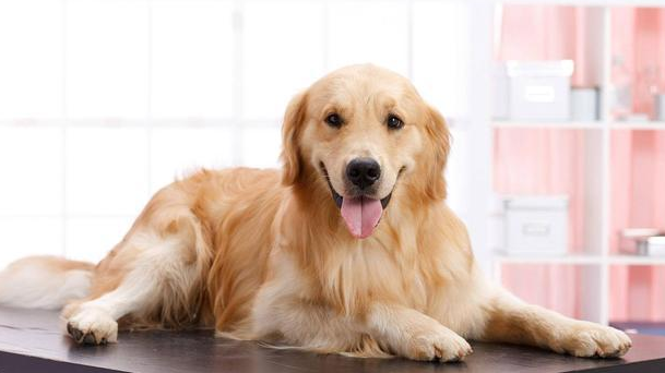 金毛犬被不良托运害死,肇事公司只肯赔6千,狗的生命不值钱?