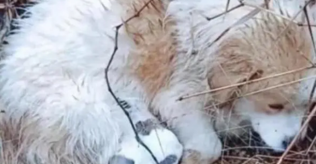 流浪田园犬在雨中,被冻得直发抖也不远离去,只为保护怀中孩子