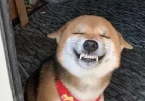 最喜欢笑的柴犬,开心到眼睛眯成一条缝,让人忍不住揪它的小肥脸