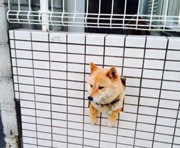 柴犬科学上网爬到另一家庭院,結果被卡死身体不可以动,一看小表情被逗乐