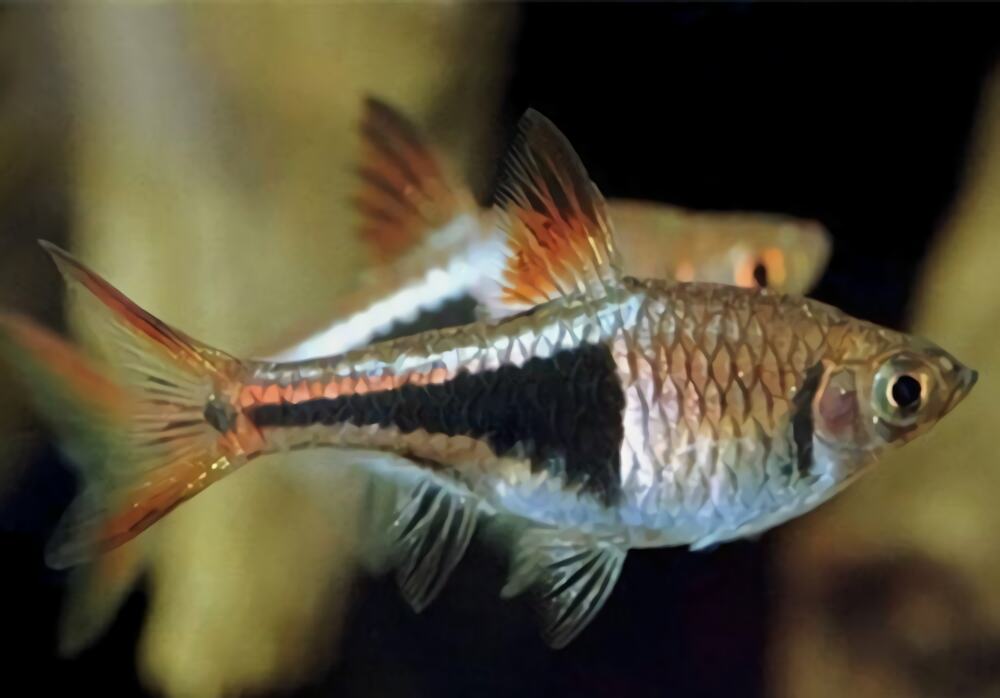 蓝三角鱼身份信息