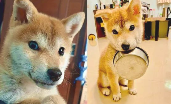 秋田犬自小就喜欢叼碗卖萌,可等它长大以后,铲屎官愣住