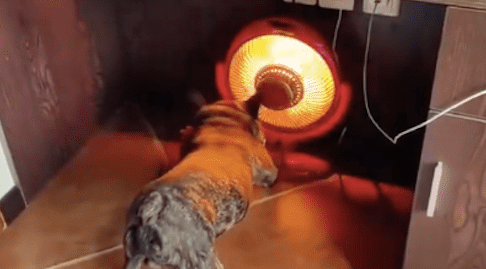 天气冷了后,狗狗自己会主动打开小太阳取暖,还知道开最高的五档