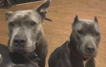 主人遭到打劫，二只曾被抛弃的比特犬，立刻爆冲救出他！