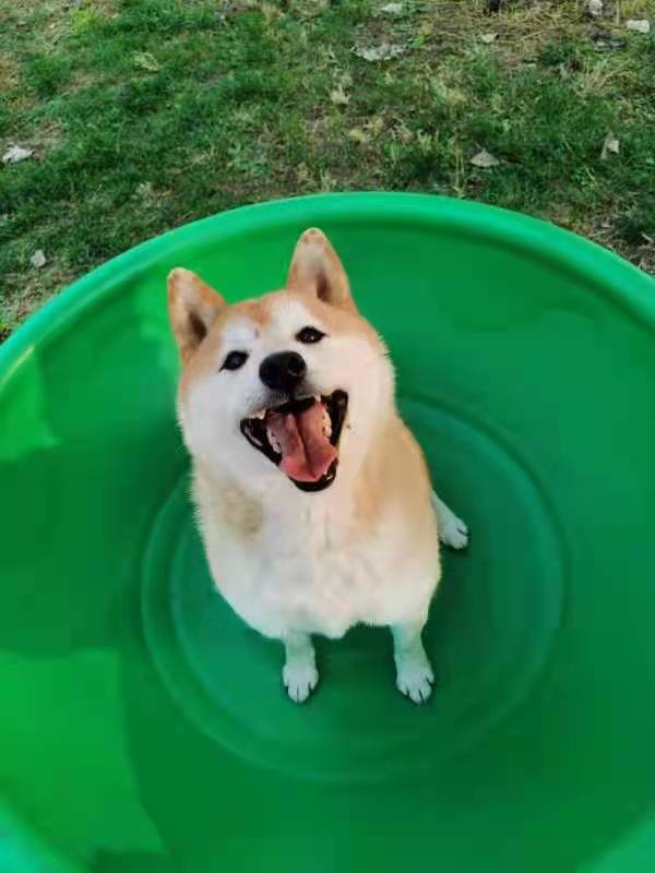 对话拍得柴犬登登的新主人:只是一个想把登登带回家的普通人
