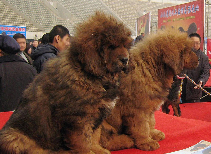 沦为流浪狗,藏獒走向野外打雪豹抢狼食