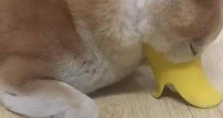 柴犬带上鸭嘴套之后立马戏精上身,变身蛤蟆一动不动