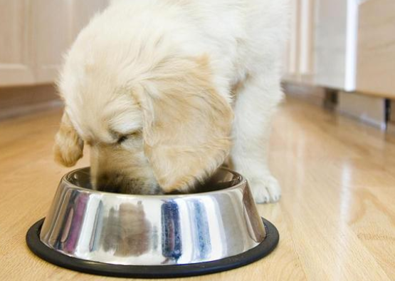 狗狗喜欢规律生活！主人却突然强迫它6点散步