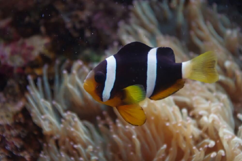 黑双带小丑身份信息