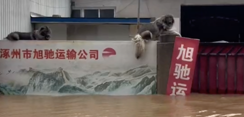 洪水中两只狗躲到了围墙上,人们想救它们却不愿走