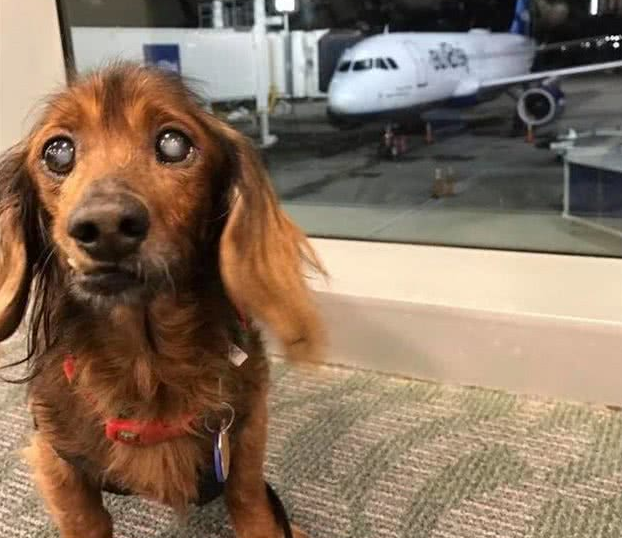 年龄只是一个数字，十九岁高龄狗狗不服老，陪主人四周玩