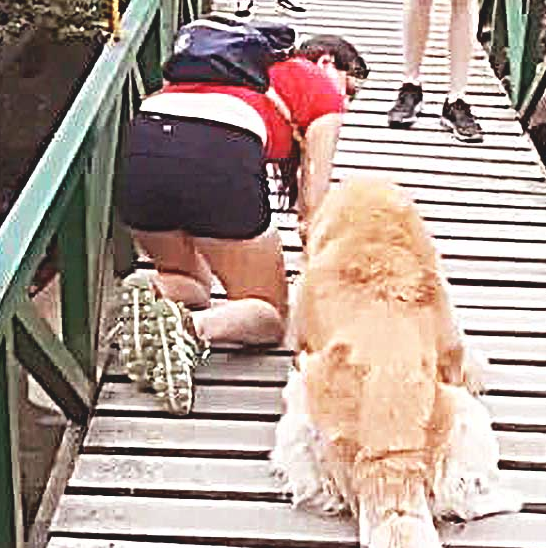 吊桥太高，大狗吓得害怕动，接着女子一个举动，让许多人都竞相欢呼