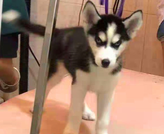 兵哥哥见义勇为救下流浪狗,不料带回团宠成公主,网友直呼好幸福