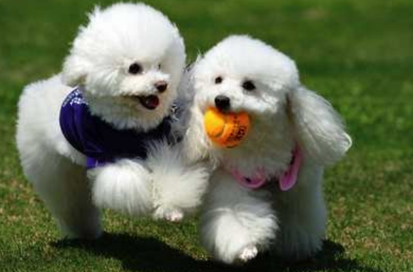 狗主人回应寻狗送房产:打印店搞错