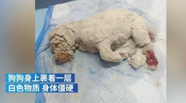 3月大幼犬被浑身涂满石膏虐待,视网膜被烧毁,肇事者还嚣张挑衅