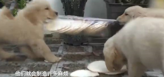 金毛妈妈责怪自己生太多,狗主人直呼天哪!谁爱要谁赶紧领走!