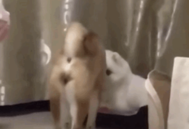 柴犬靠近小博美,以为爱情要来了,结果...噗哈哈哈!