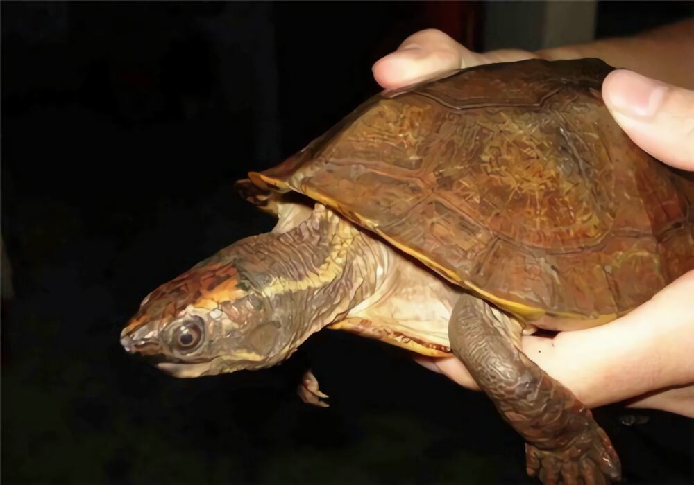 马来果龟身份信息