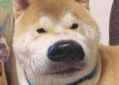 从狗的名字,能看得出主人的“性格种类”,你中招了没?