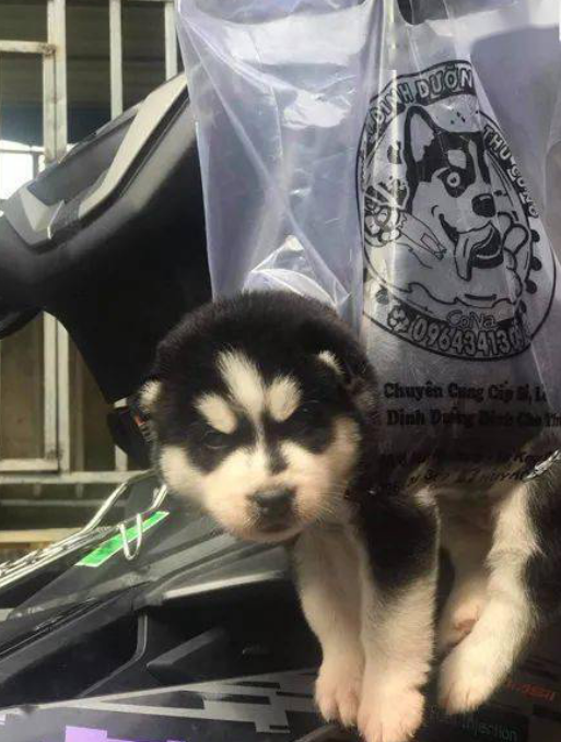 哈士奇咬坏掉牵引绳,主人想起独特遛狗方法,狗子:我有个动迁计