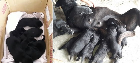 狗妈妈刚生完小狗崽就被毒死 遗留未开眼6只幼犬