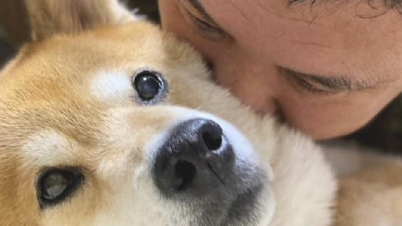 主人趴到柴犬的身上吸它,没想到它也一脸享受小表情:相互配合你演戏!