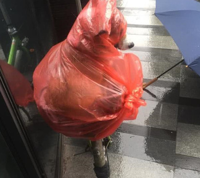 小伙怕狗狗被淋雨湿,想到了这类奇怪的招数,过路人见到竞相笑坏