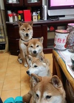 主人发吃的 4只柴犬坐成一列等吃的