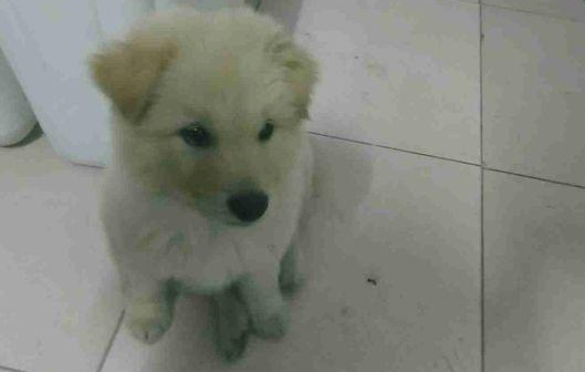 流浪犬在街道讨吃的,路人厌烦一脚把它给踢开,小家伙憋屈无比