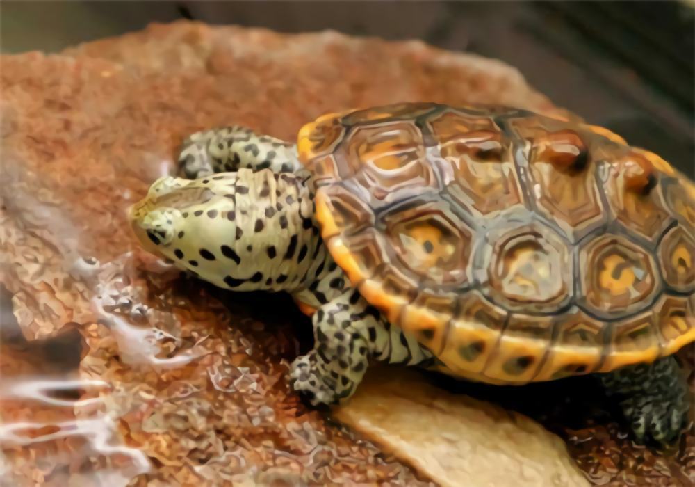 德州锦钻纹龟身份信息