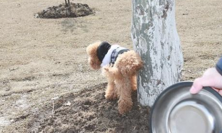 泰迪犬出現这5种个人行为,表明它要反抗你了,小心咬你!